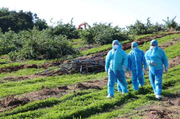 과수화상병 현장 방문